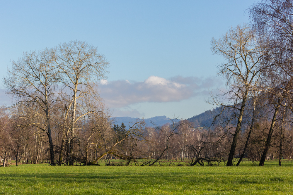 Lauteracherried im Jänner 18